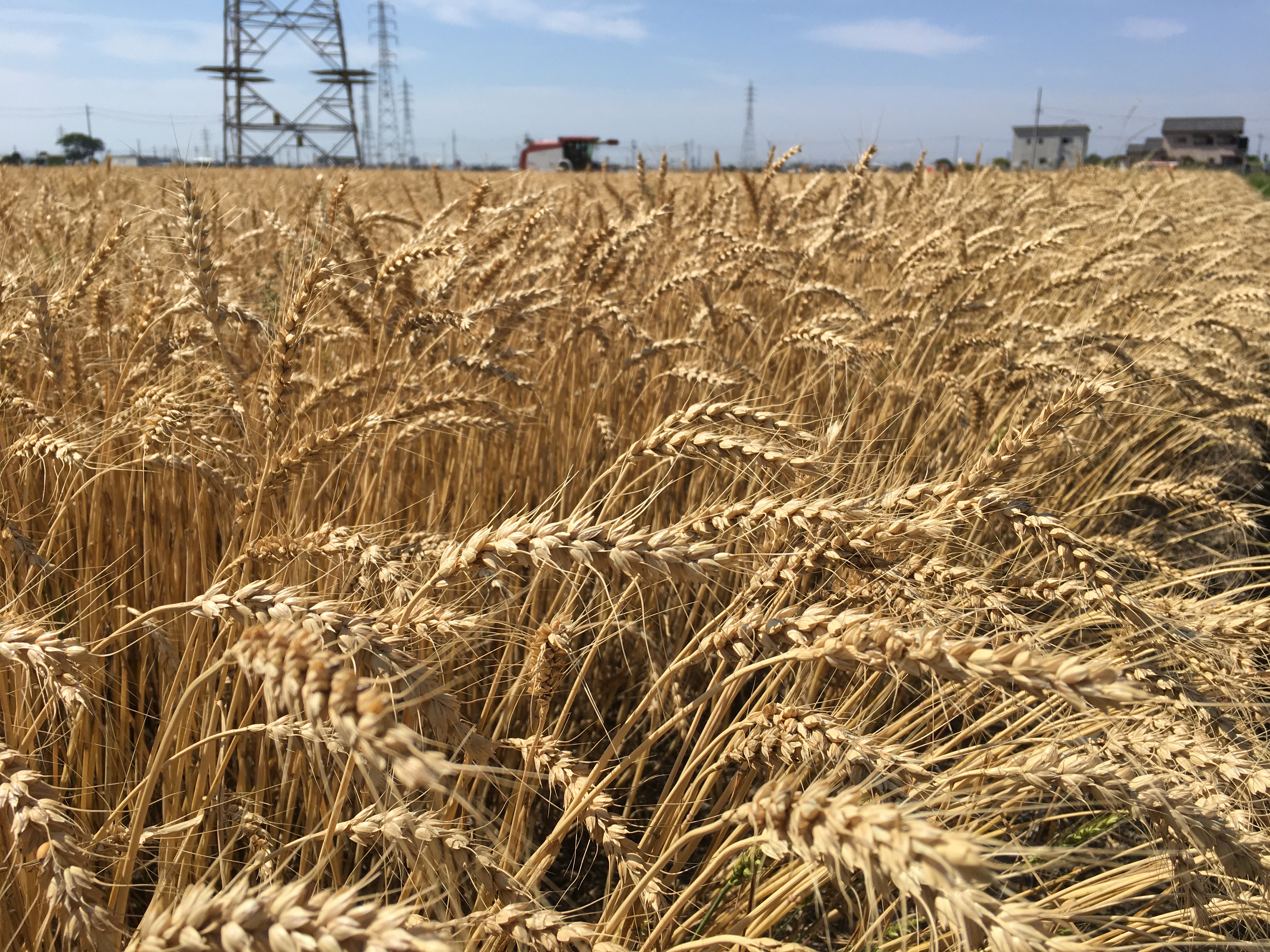 「小麦」の収穫時期なんです。