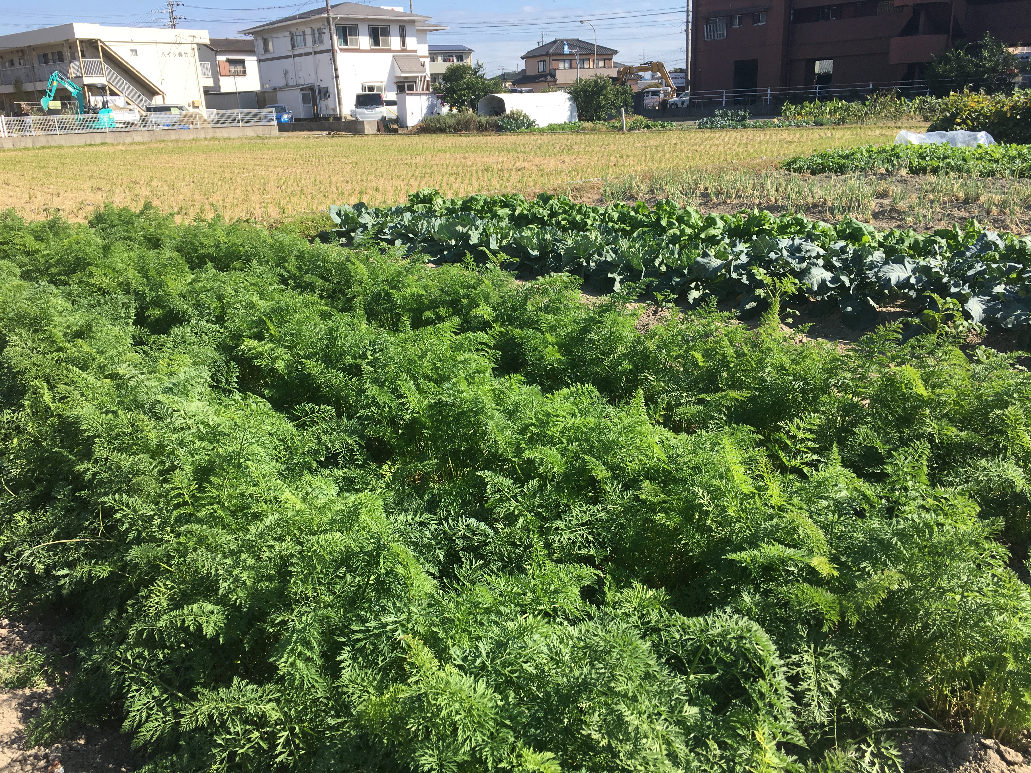 大根や人参が育っていますが・・・