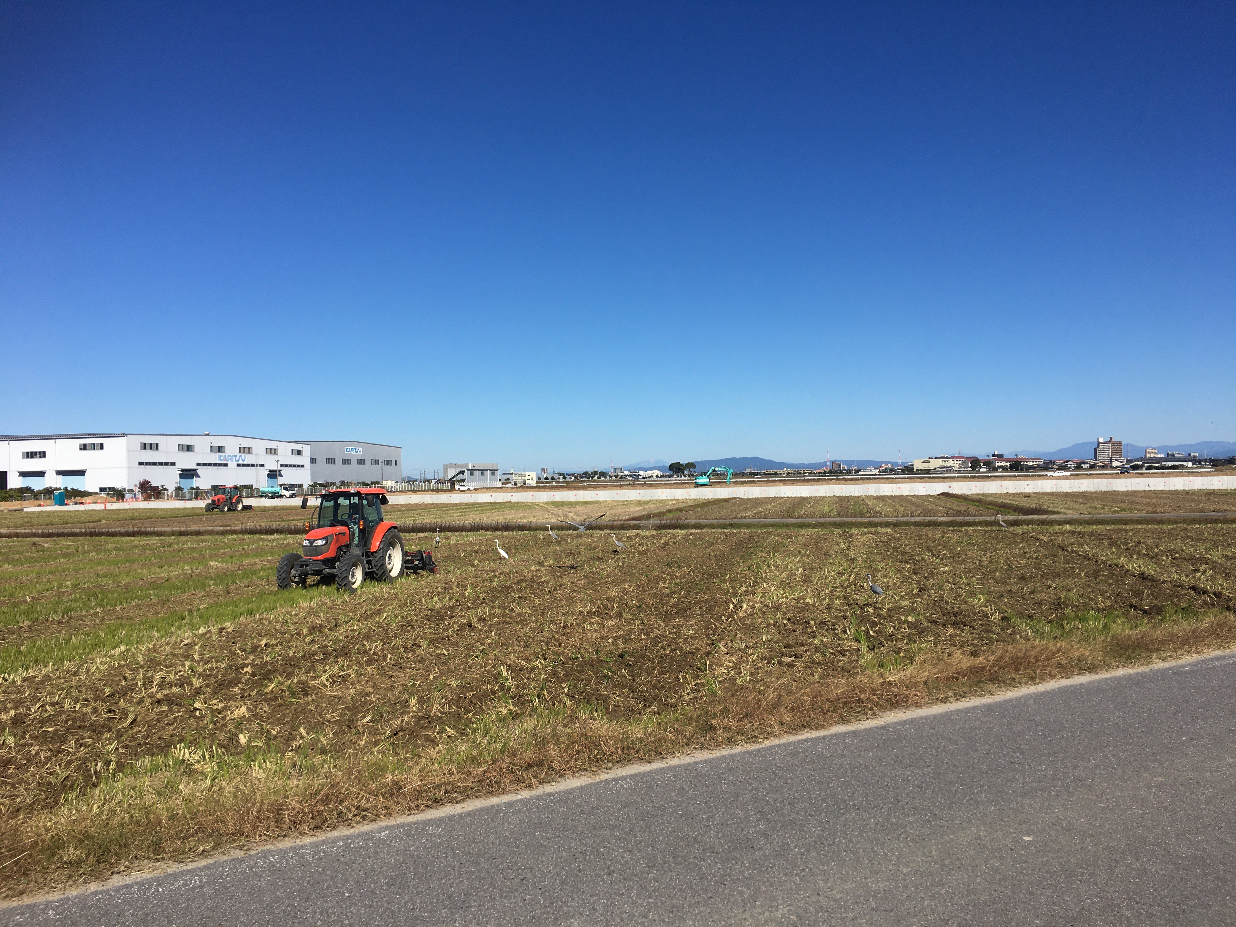 田んぼに「白鷺（しらさぎ）」がやってきます。