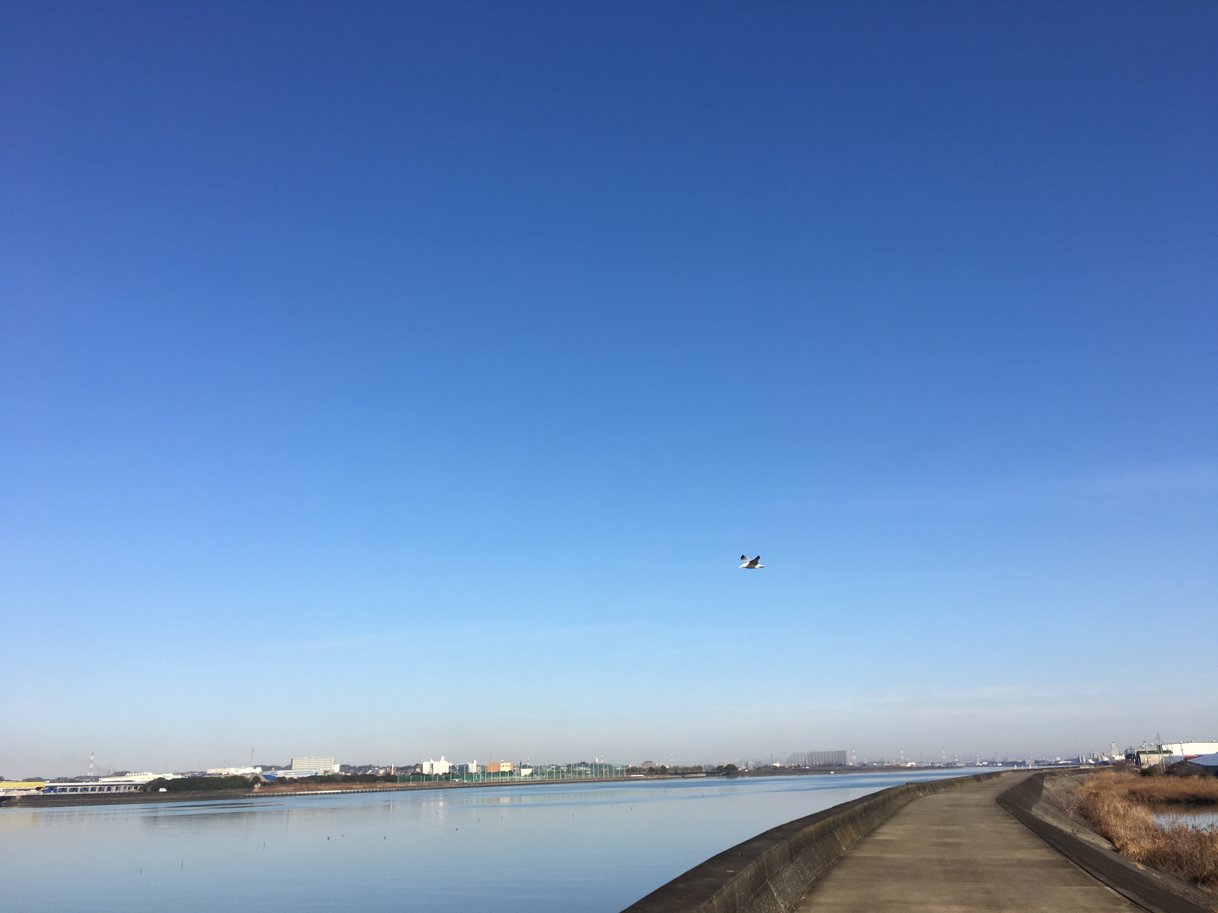 今年はサンマが豊漁！