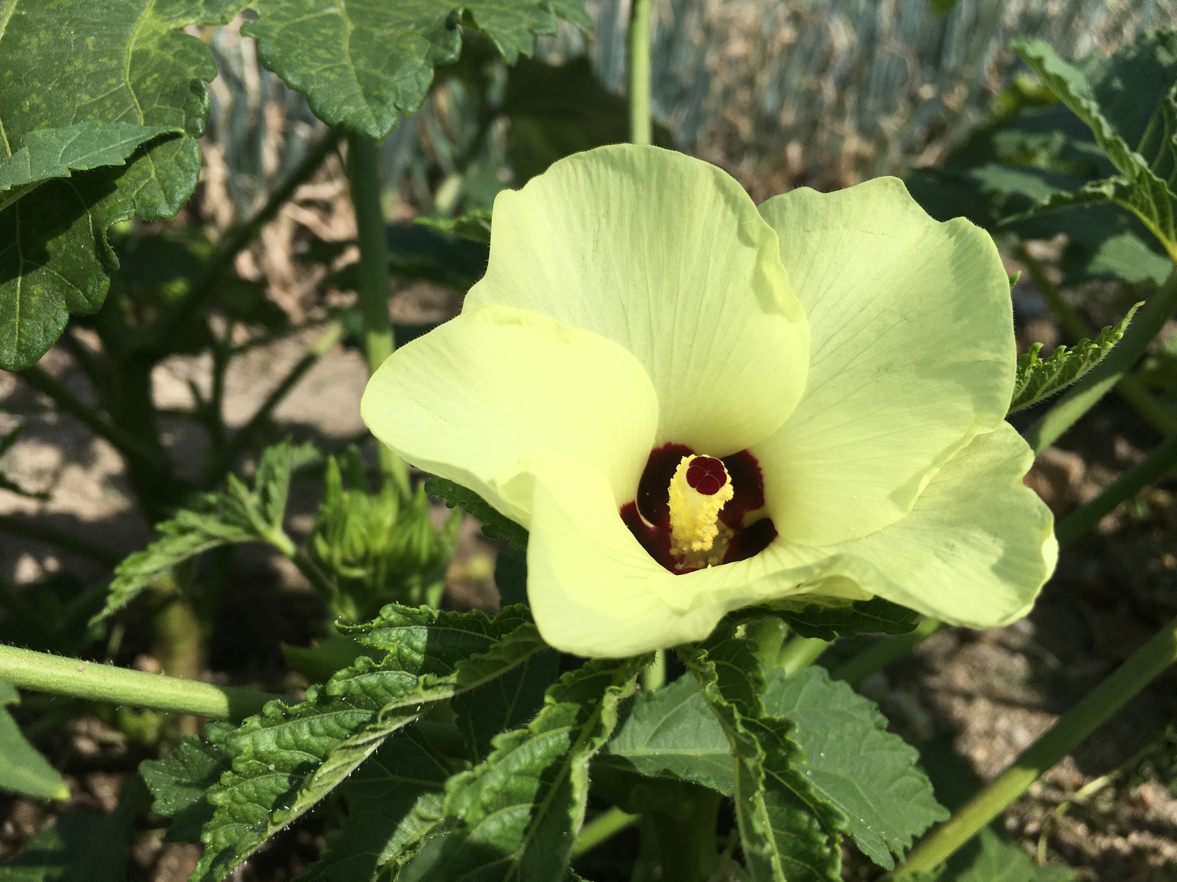 オクラは「花」もみて欲しい！