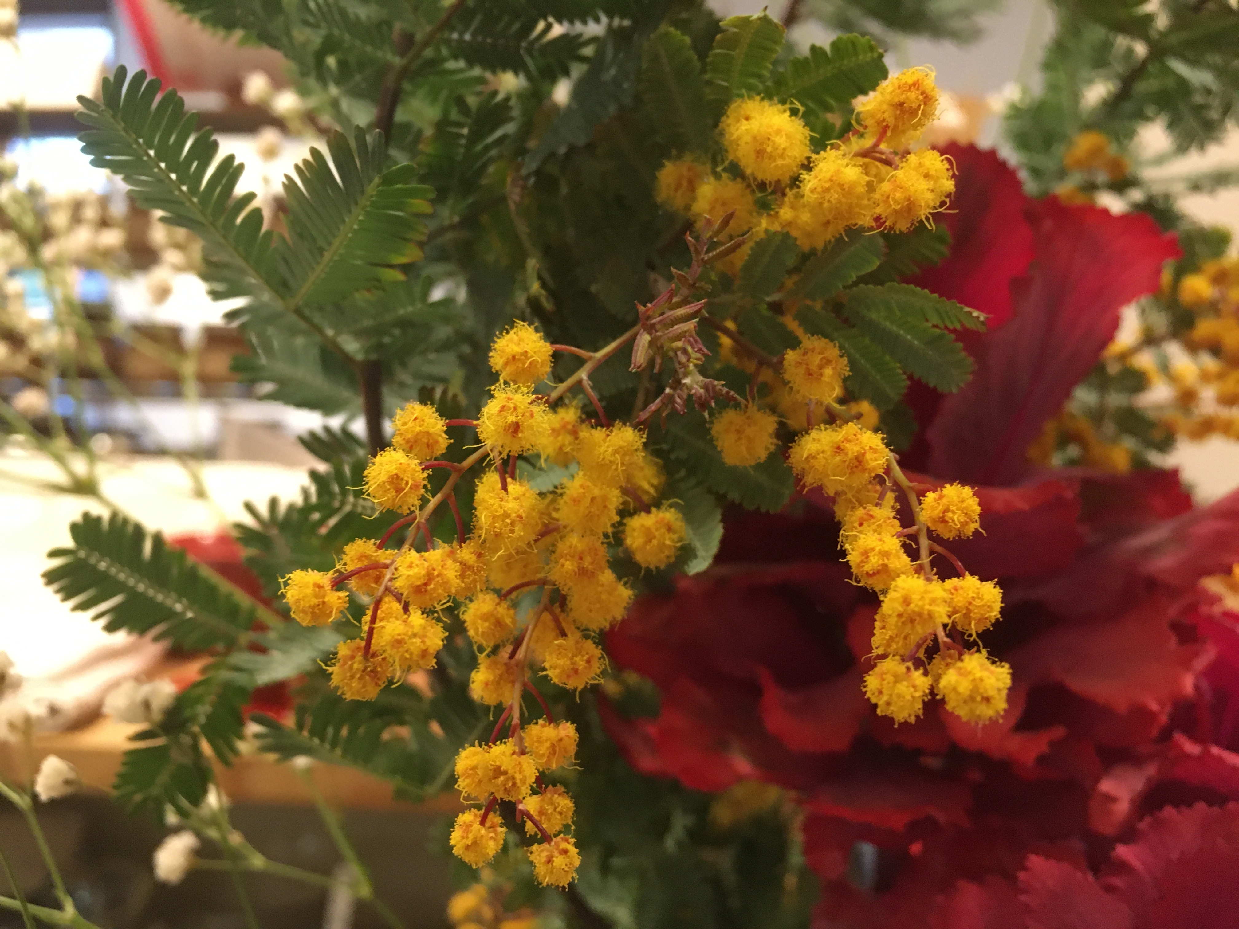 黄色の可愛い花「ミモザ」