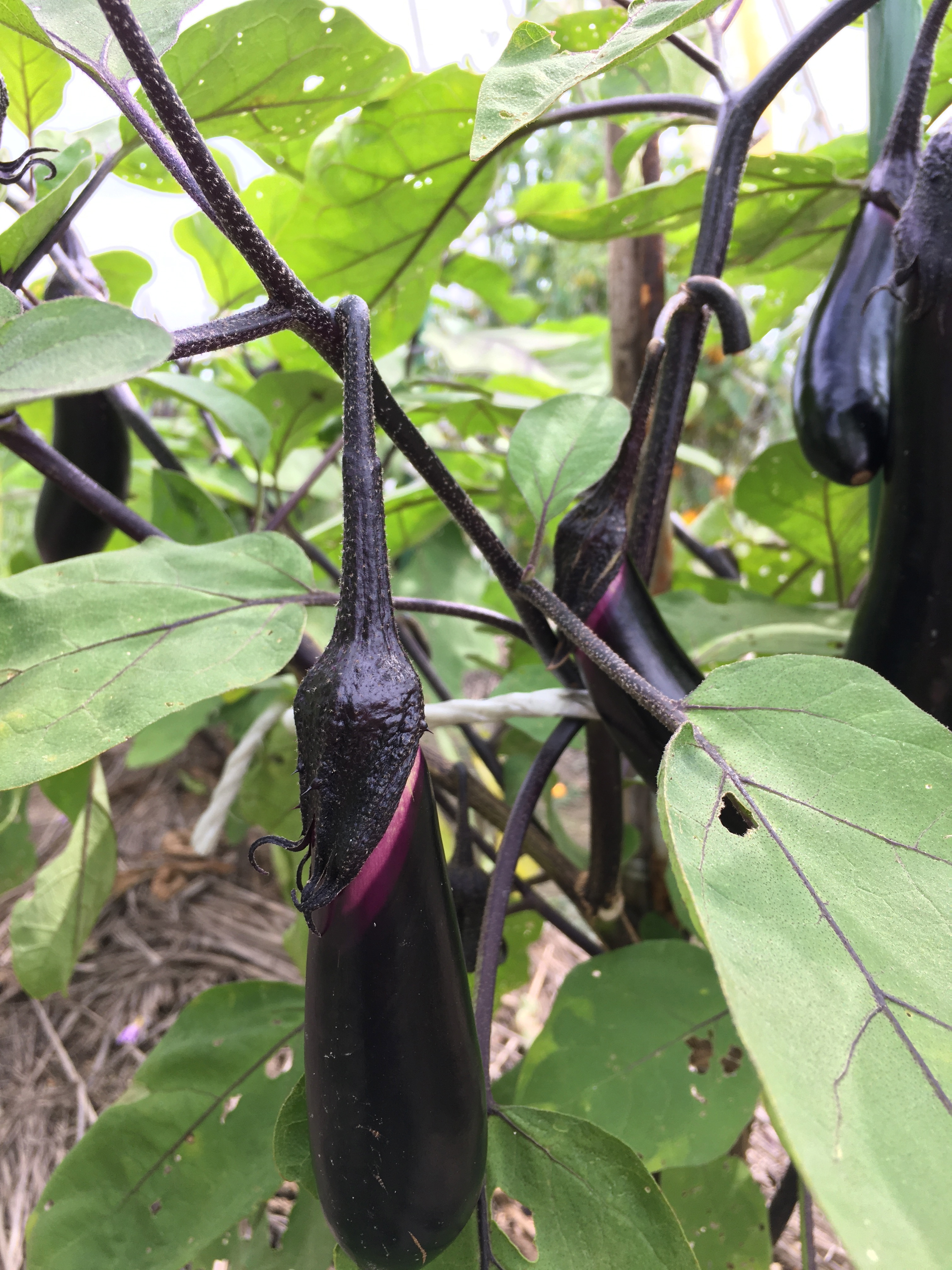 「秋茄子は嫁に食わすな」と言いますが・・・