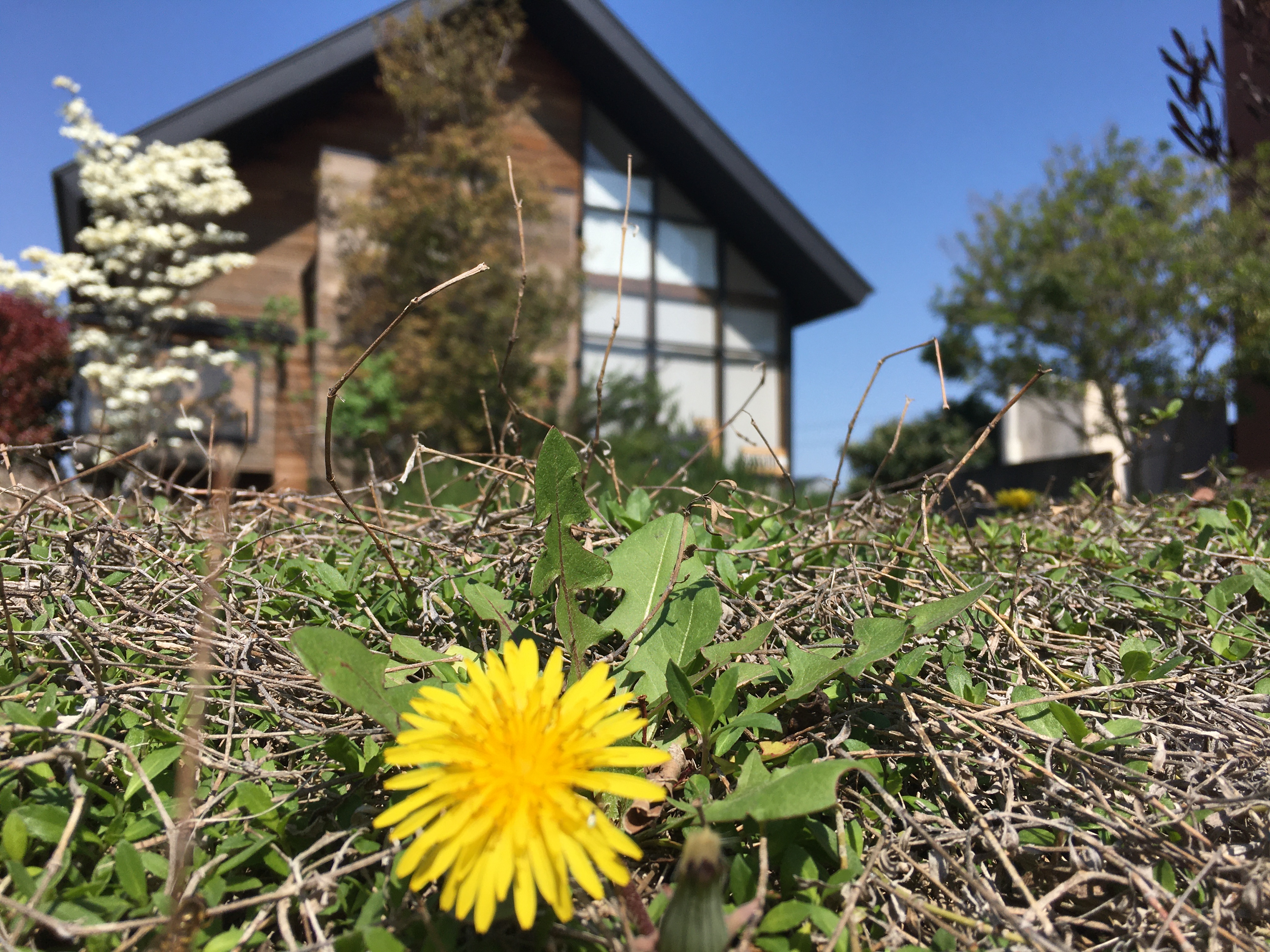 タンポポの花の秘密